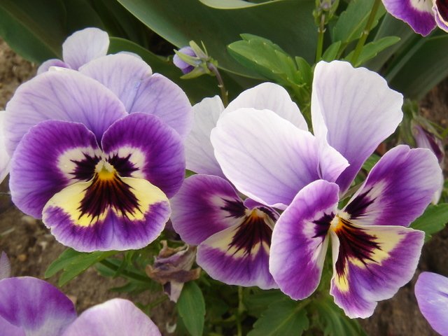 Viola hybride 'Impression Monet' 2